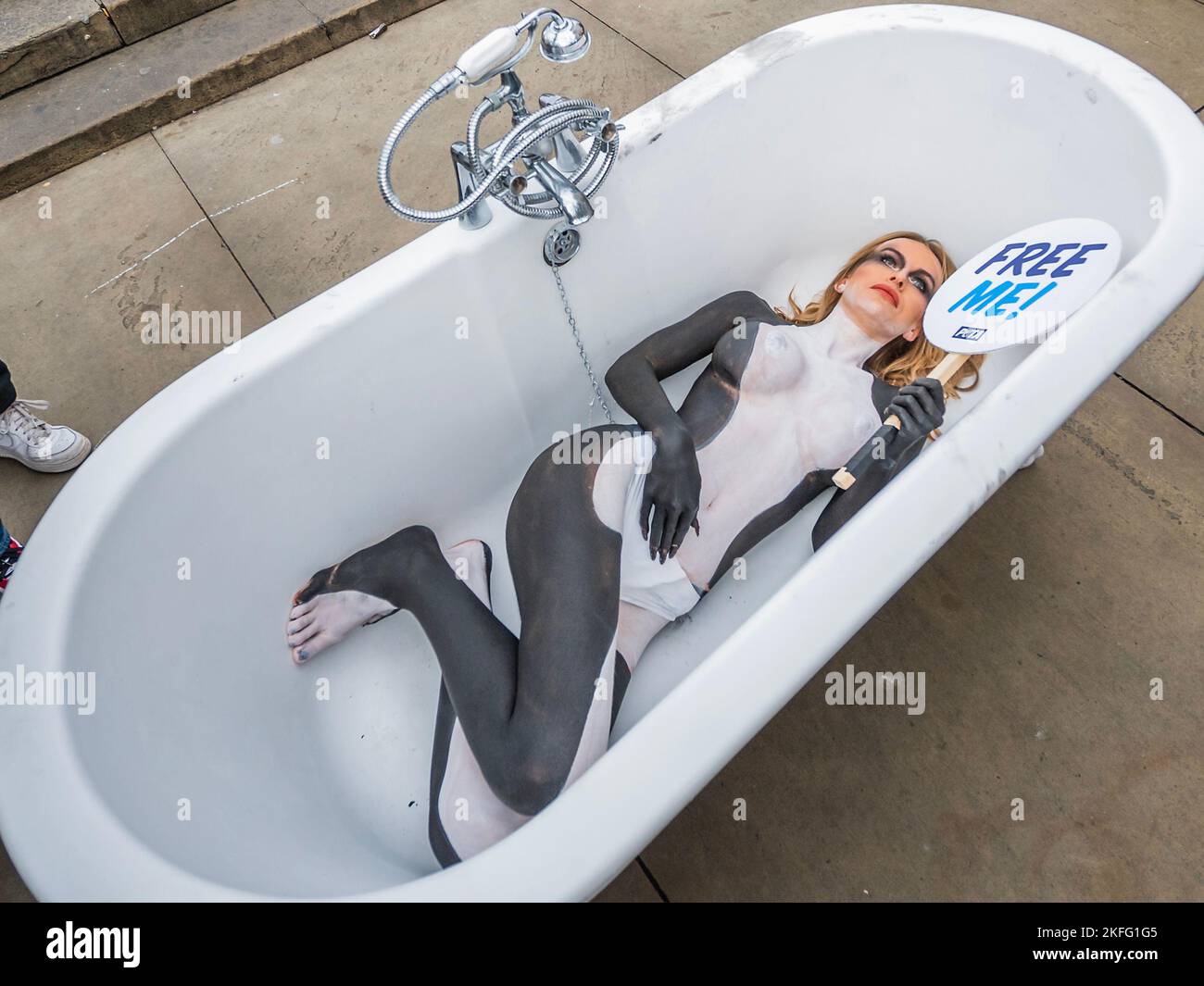 Londra, Regno Unito. 18th Nov 2022. La star dell'Isola d'amore Faye Winter (come parte di una protesta PETA) è dipinta come un'orca e si limita a una vasca da bagno stretta a Piccadilly Circus per sollecitare i molti 'Brits pianificazione fughe di saltare parchi marini che contengono orche e altri delfini in carri armati che, per loro, sono le dimensioni di una vasca da bagno'. Come parte della campagna Jet2holidays - un partner ufficiale di Love Island - sarà chiesto di smettere di promuovere i parchi marini, come il loro Parque di Tenerife, in linea con molte altre importanti compagnie di viaggio. Credit: Guy Bell/Alamy Live News Foto Stock Londra, Regno Unito. 18th Nov 2022. La star dell'Isola d'amore Faye Winter (come parte di una protesta PETA) è dipinta come un'orca e si limita a una vasca da bagno stretta a Piccadilly Circus per sollecitare i molti 'Brits pianificazione fughe di saltare parchi marini che contengono orche e altri delfini in carri armati che, per loro, sono le dimensioni di una vasca da bagno'. Come parte della campagna Jet2holidays - un partner ufficiale di Love Island - sarà chiesto di smettere di promuovere i parchi marini, come il loro Parque di Tenerife, in linea con molte altre importanti compagnie di viaggio. Credit: Guy Bell/Alamy Live News Foto Stock