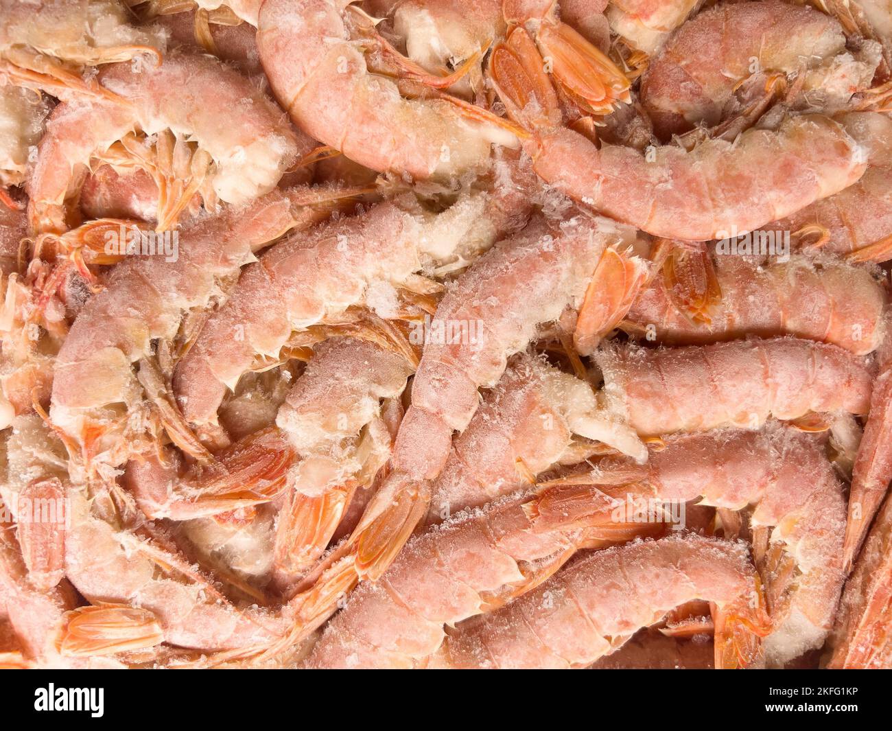 Vista dall'alto Langoustine grandi congelate primo piano. Texture di fondo greggia di tlangoustine congelate. Mucchio di sfondo di motivo di langostine congelate Foto Stock