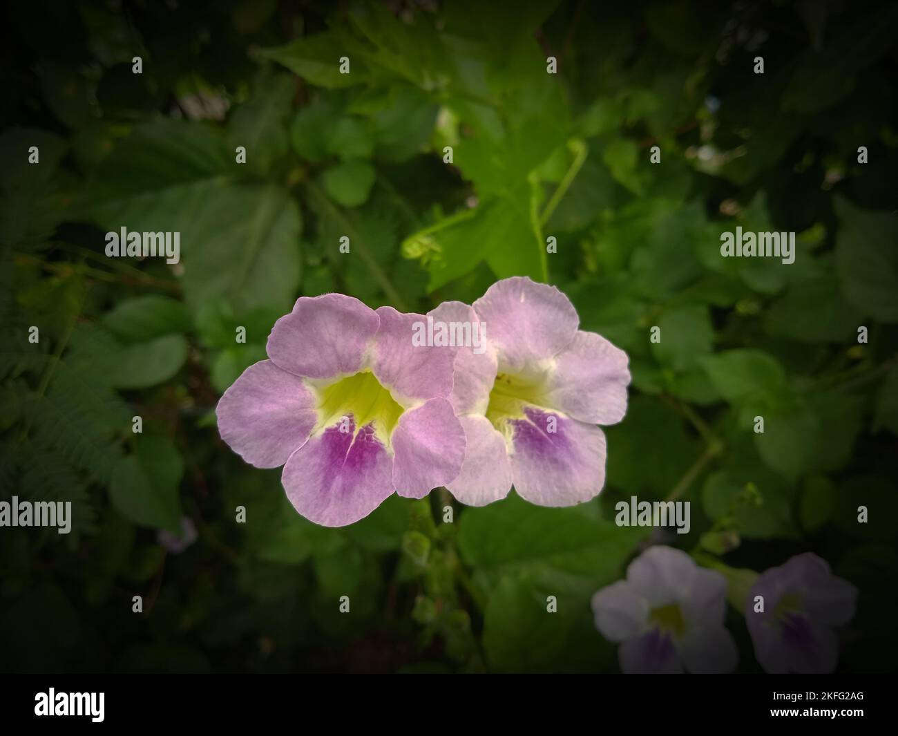 fiore in giardino dalla thailandia Foto Stock