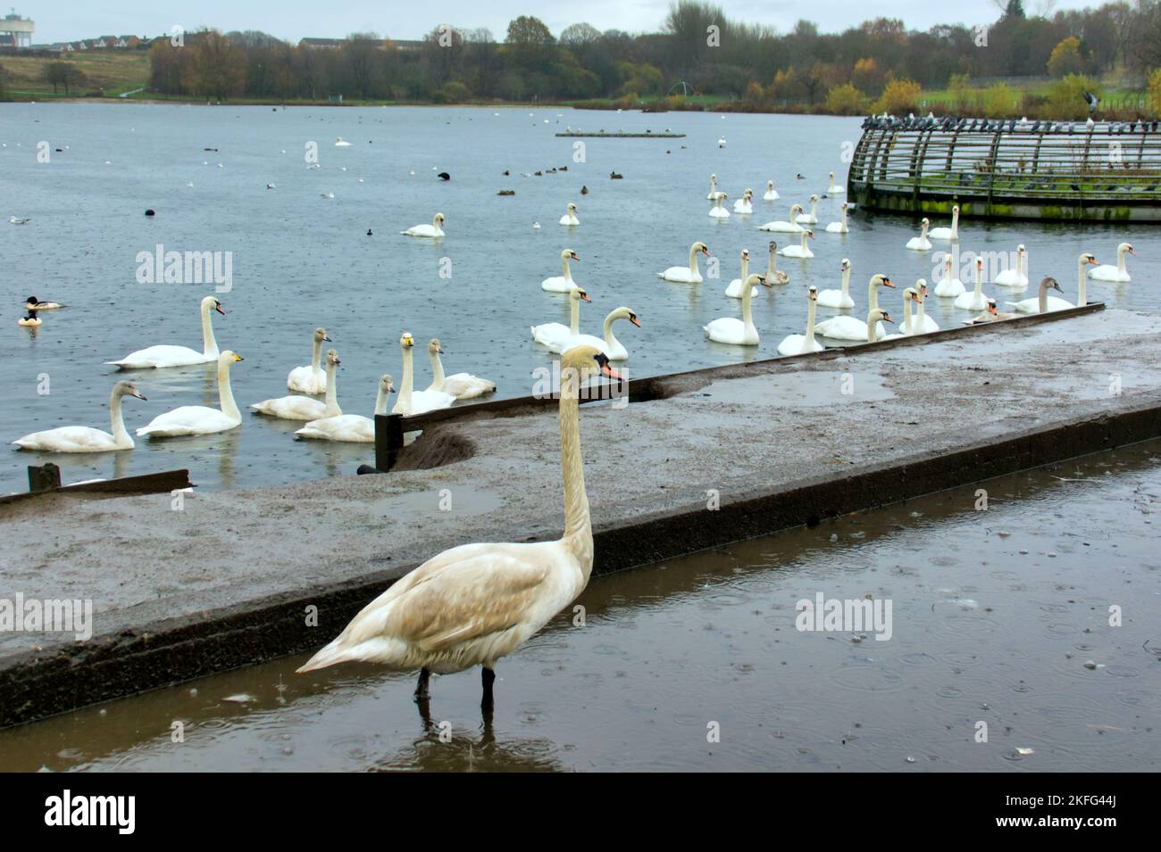 Glasgow, Scozia, Regno Unito 18th novembre 2022. L'influenza aviaria del lago di Hogganfield ha visto un abbattimento della popolazione locale che è un punto di alimentazione invernale per i cigni e le oche da cui la malattia importata come pochi uccelli er ed alcuni piuttosto sottomessi e disorientati continuano ad accaunt il lato del parcheggio nella speranza del cibo. Gli avvisi di guerra per l'influenza aviaria e per mantenere la vostra distanza dagli uccelli sono situati là. Credit Gerard Ferry/Alamy Live News Foto Stock