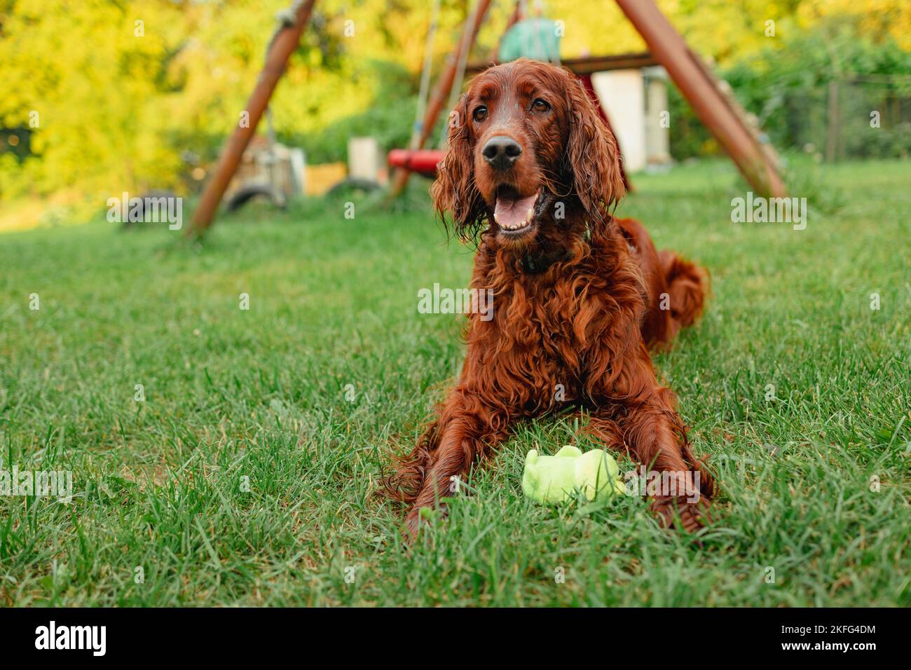 Buon cane Irish Setter che gioca al parco con un giocattolo su un prato verde Foto Stock