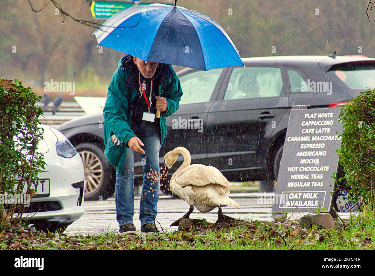 Glasgow, Scozia, Regno Unito 18th novembre 2022. Un cigno ammalato osservante è stato seguito e alimentato da una persona osservante ufficiale mentre meandered intorno da sè. L'influenza aviaria del lago di Hogganfield ha visto un abbattimento della popolazione locale che è un punto di alimentazione invernale per i cigni e le oche da cui la malattia importata come pochi uccelli er ed alcuni piuttosto sottomessi e disorientati continuano ad accaunt il lato del parcheggio nella speranza del cibo. Gli avvisi di guerra per l'influenza aviaria e per mantenere la vostra distanza dagli uccelli sono situati là. Credit Gerard Ferry/Alamy Live News Foto Stock