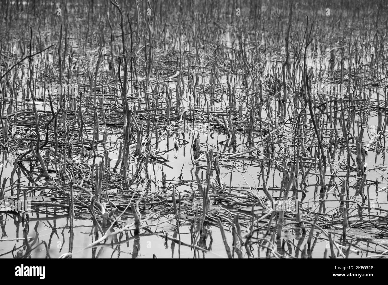 Alberi morti astratti nella foresta di mangrovie. Concetto di riscaldamento globale. Foto Stock