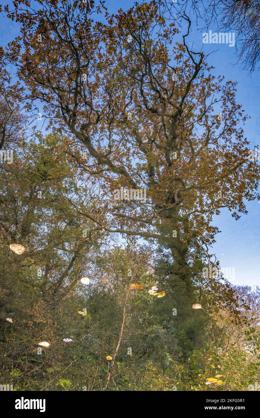 Surreale Abstract albero autunnale riflesso in un canale. Immagine invertita. Foto Stock