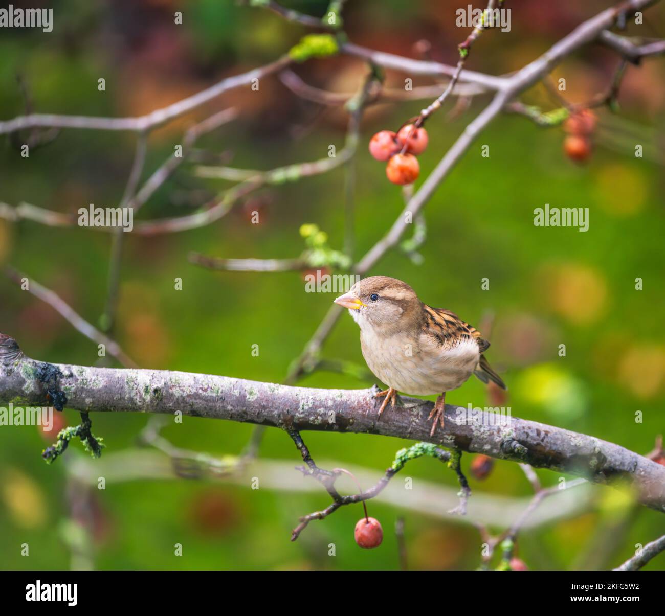 Primo piano di un uccello casa passero seduto su un albero Foto Stock