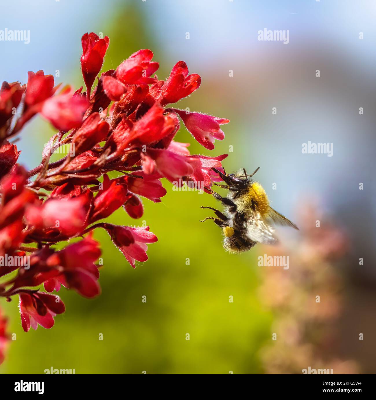 Macro di un'ape comune che vola verso un fiore rosso heuchera Foto Stock