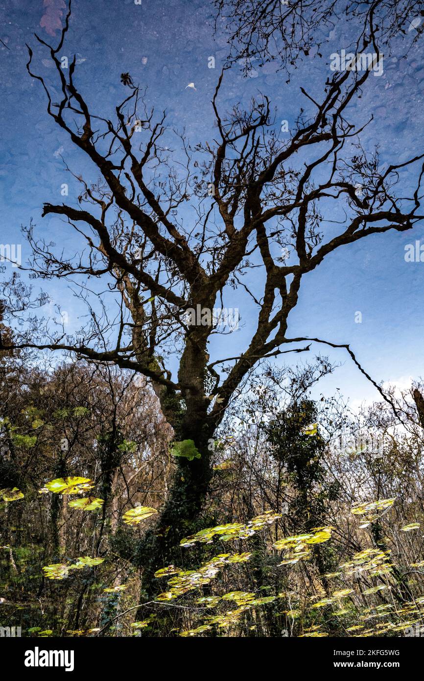 Surreale Abstract albero autunnale riflesso in un canale. Immagine invertita. Foto Stock