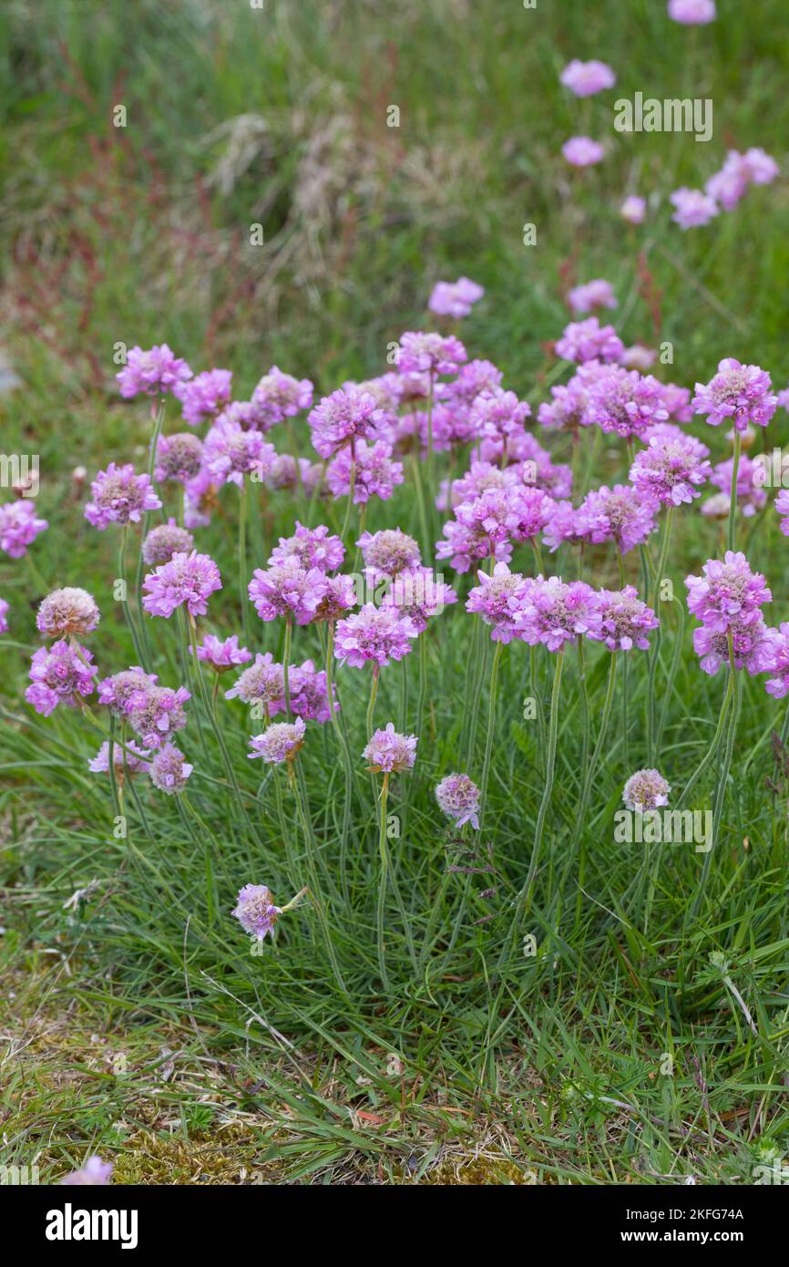 Strand-Grasnelke, Gewöhnliche Strand-Grasnelke, Strandgranelke, Gewöhnliche Grasnelke, Grasnelke, Armeria maritima, Thrift, Thrift comune, Thrift mare Foto Stock