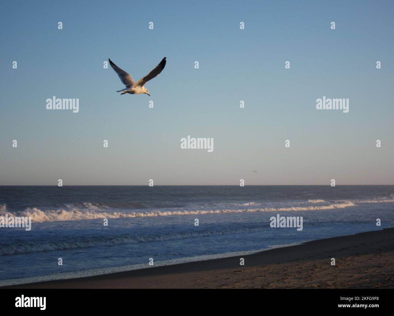 Un gabbiano sorpassa il surf a Ocean City, Maryland. Foto Stock