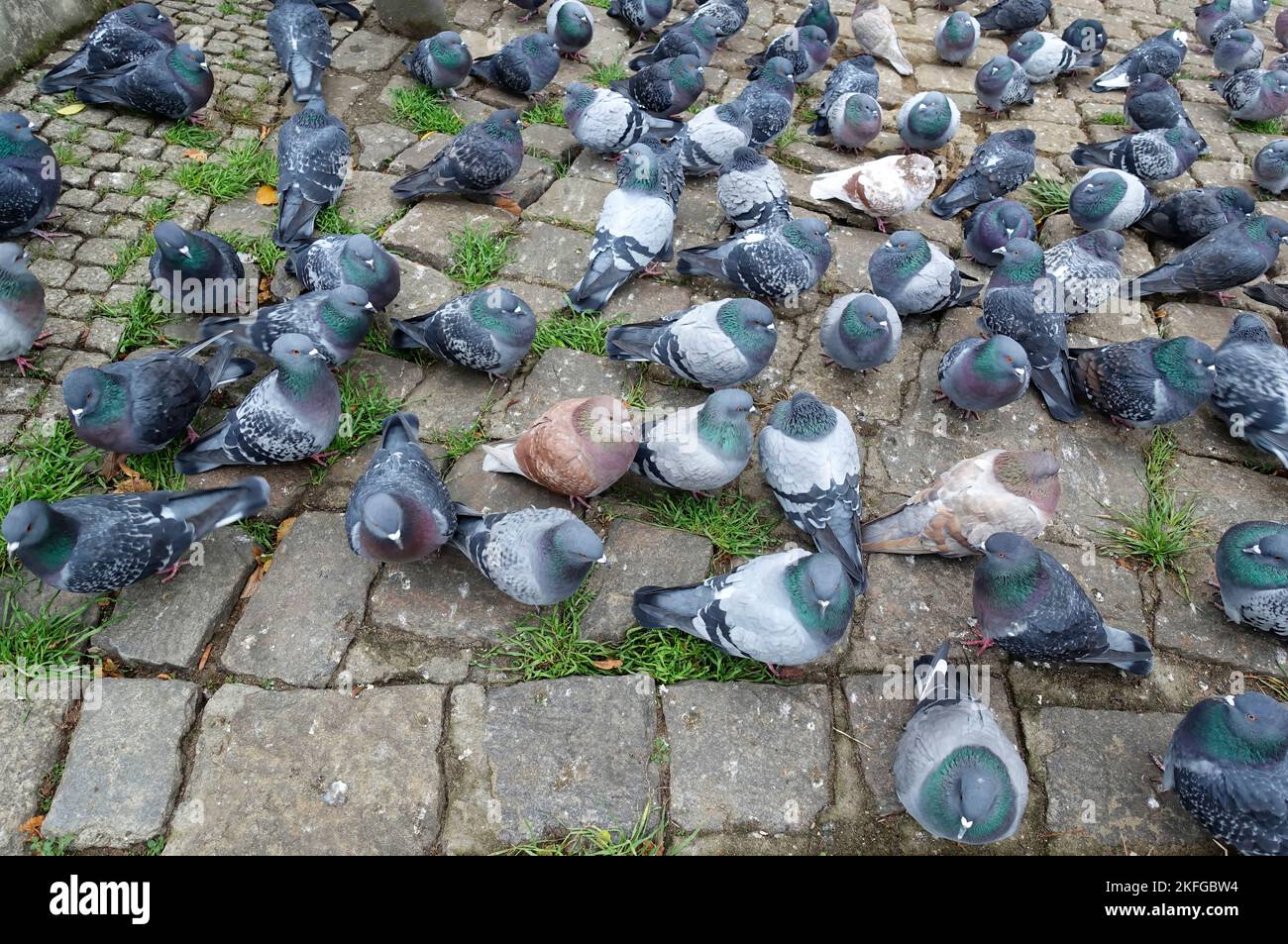 Columba livia domestica, piccioni felini, Berlino, Germania Foto Stock