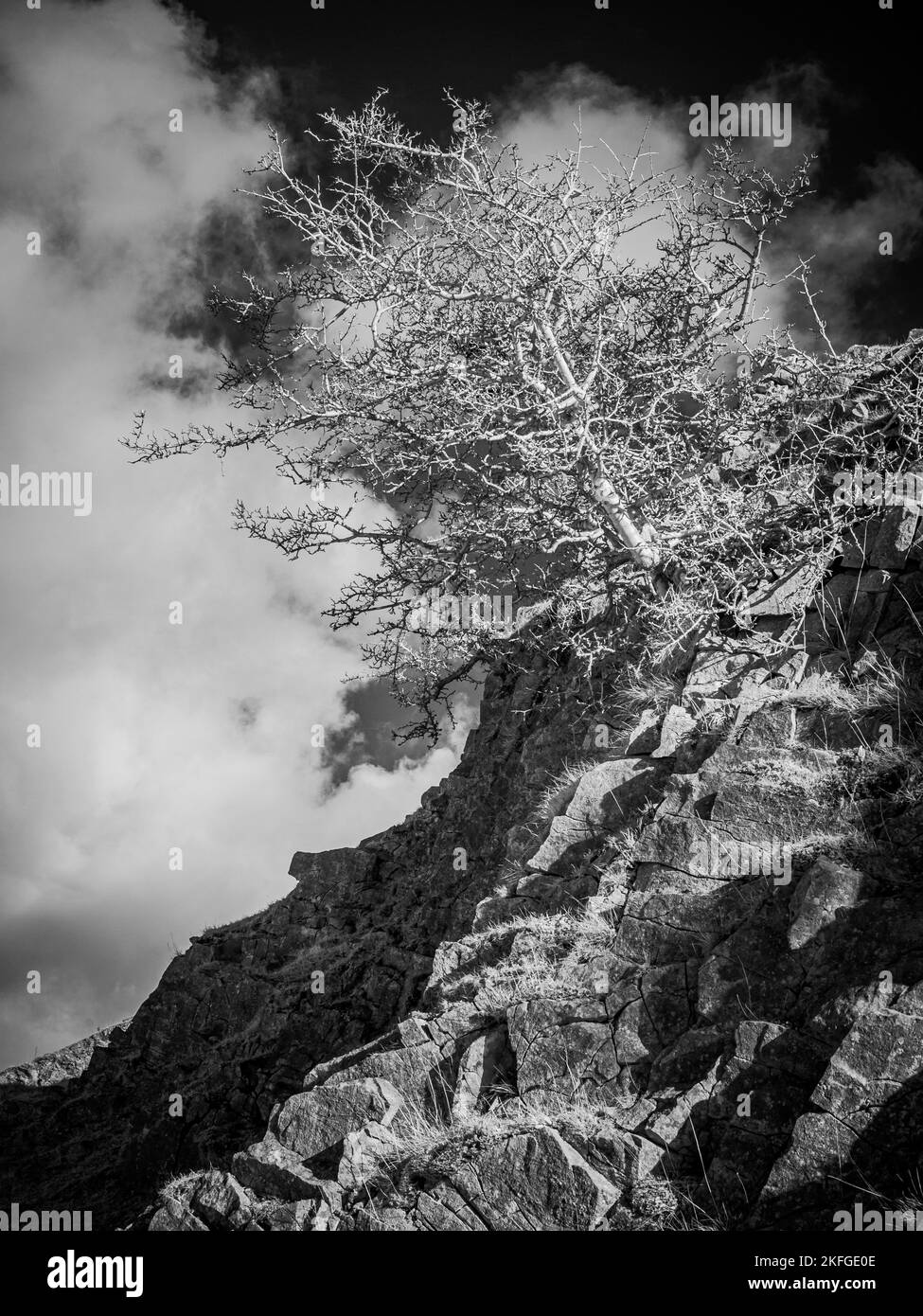 Immagine a infrarossi di un albero di biancospino Foto Stock