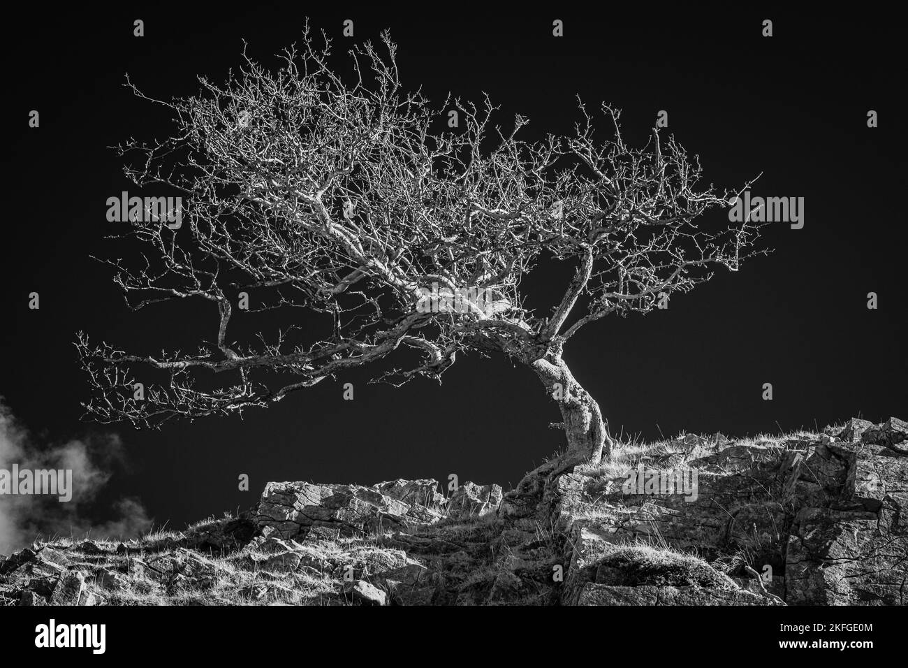 Immagine a infrarossi di un albero di biancospino Foto Stock