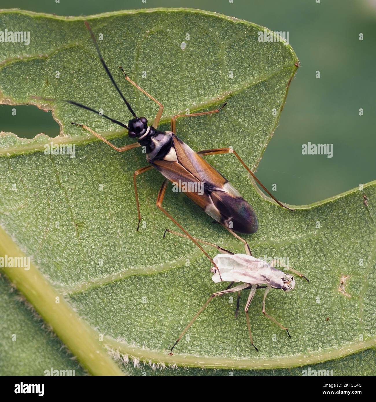 Cyllecoris histrionius mirid bug adulto con esoscheletro capannone accanto. Tipperary, Irlanda Foto Stock