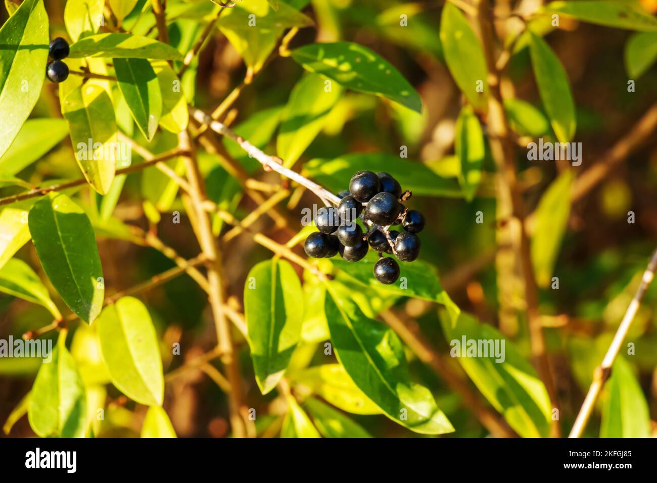 Bacche nere velenose di arbusto privato latino Ligustrum vulgare. Un privet è una pianta fiorita del genere Ligustrum deciduous o sempreverde arbusti. Foto Stock
