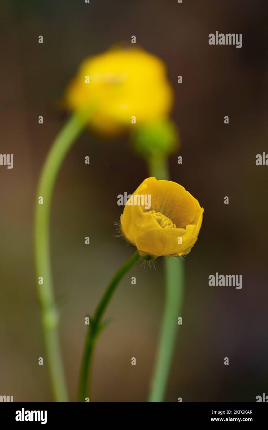 Un primo piano di Ranunculus giallo isolato su sfondo sfocato Foto Stock