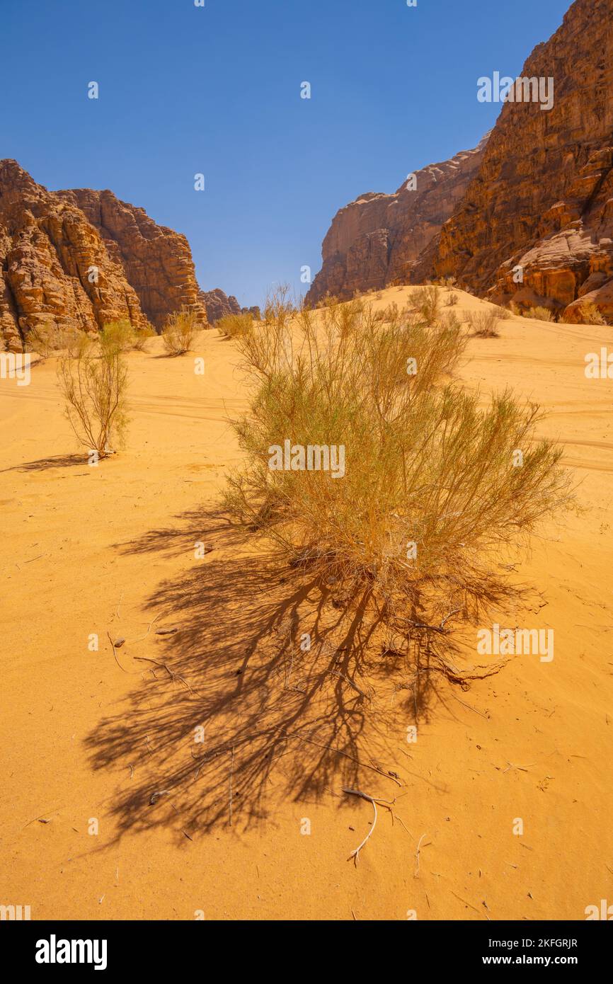 Piante del deserto e un canyon in Wadi Rum Giordania Foto Stock