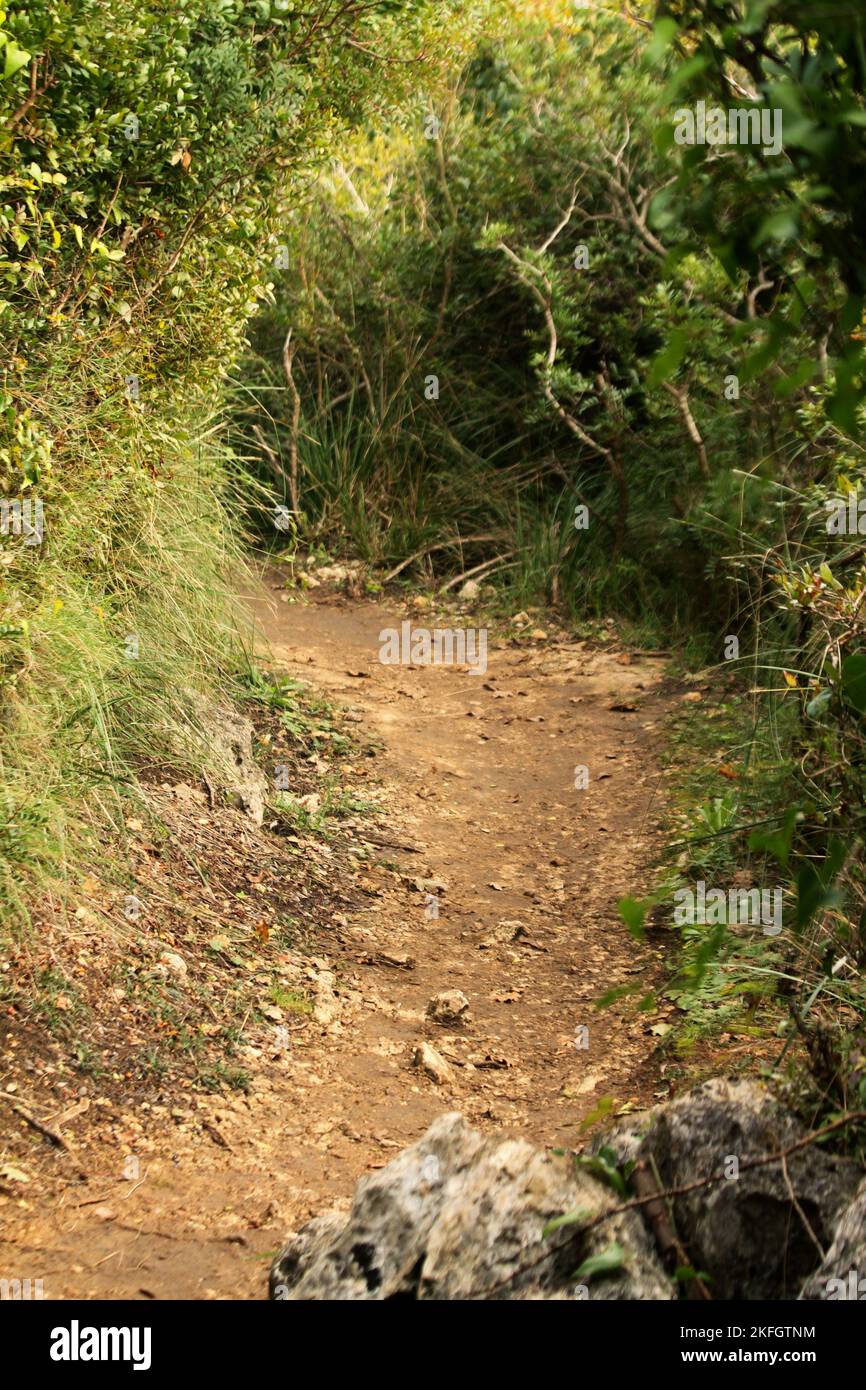 Percorso attraverso la flora autoctona del Parco di Gianola e del Monte di Scauri Foto Stock
