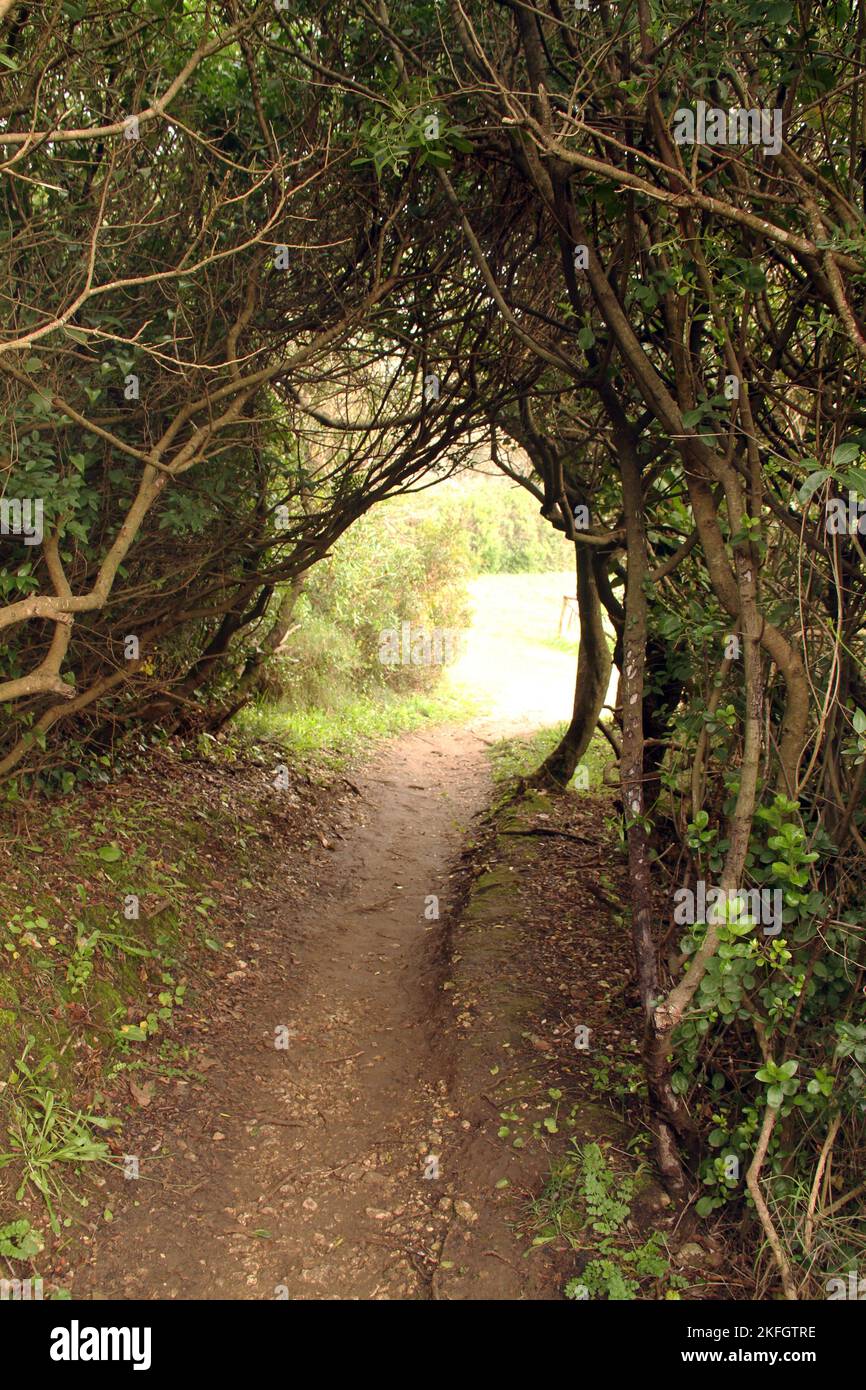 Percorso attraverso la flora autoctona del Parco di Gianola e del Monte di Scauri Foto Stock