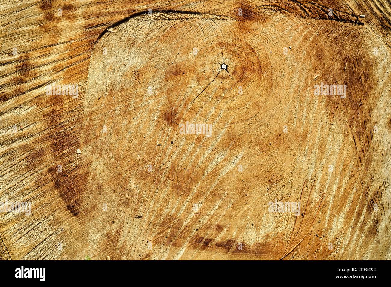 Vista ravvicinata di una sezione trasversale di un tronco di albero. La superficie ruvida è di albero di cenere che è stato tagliato con una motosega. Foto Stock