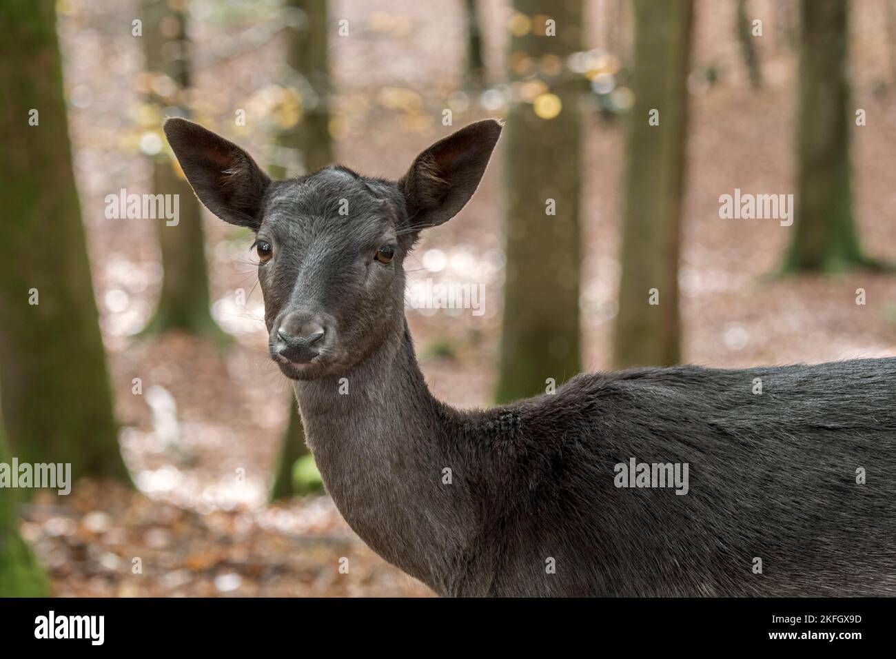 Capriolo europeo (Dama dama) primo piano di melanistico / morph di colore nero nella foresta autunnale Foto Stock
