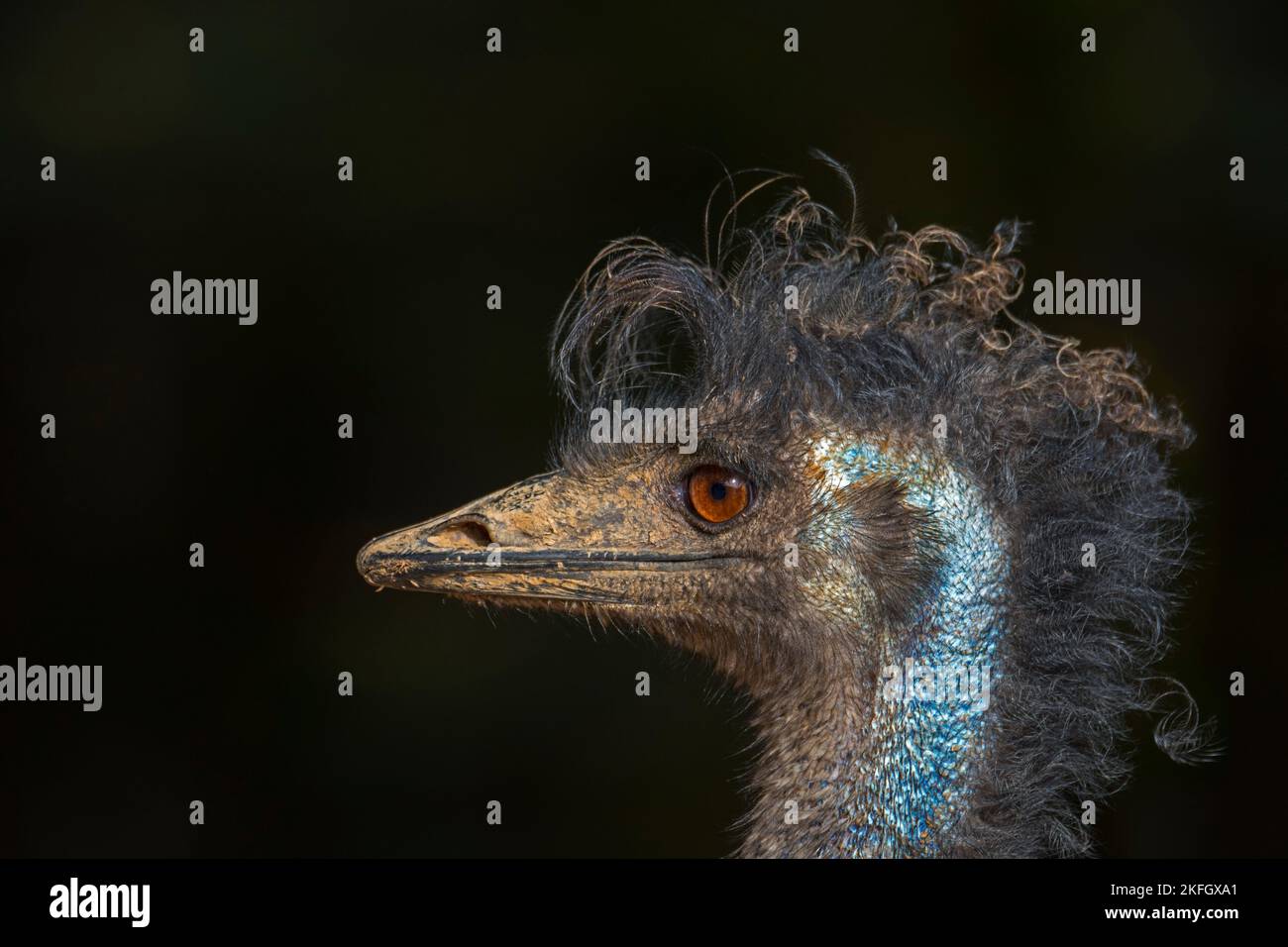 EMU (Dromaius novaehollandiae) primo piano della testa, secondo uccello vivente più alto endemico dell'Australia Foto Stock