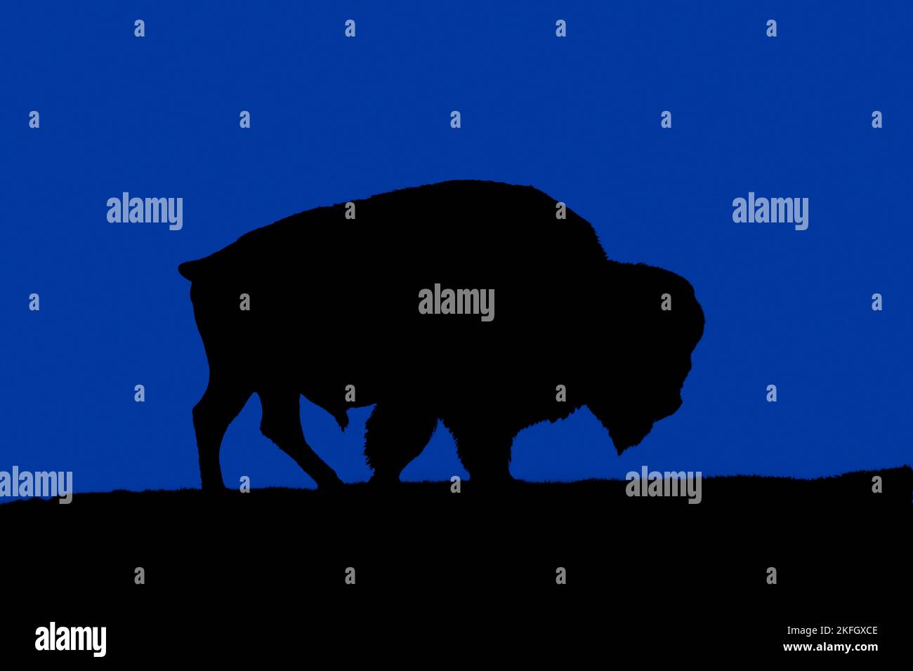 Bisonte americano (bisonte di bisonte) che cammina sulle praterie / fienate contro il cielo notturno, nativo del Nord America Foto Stock