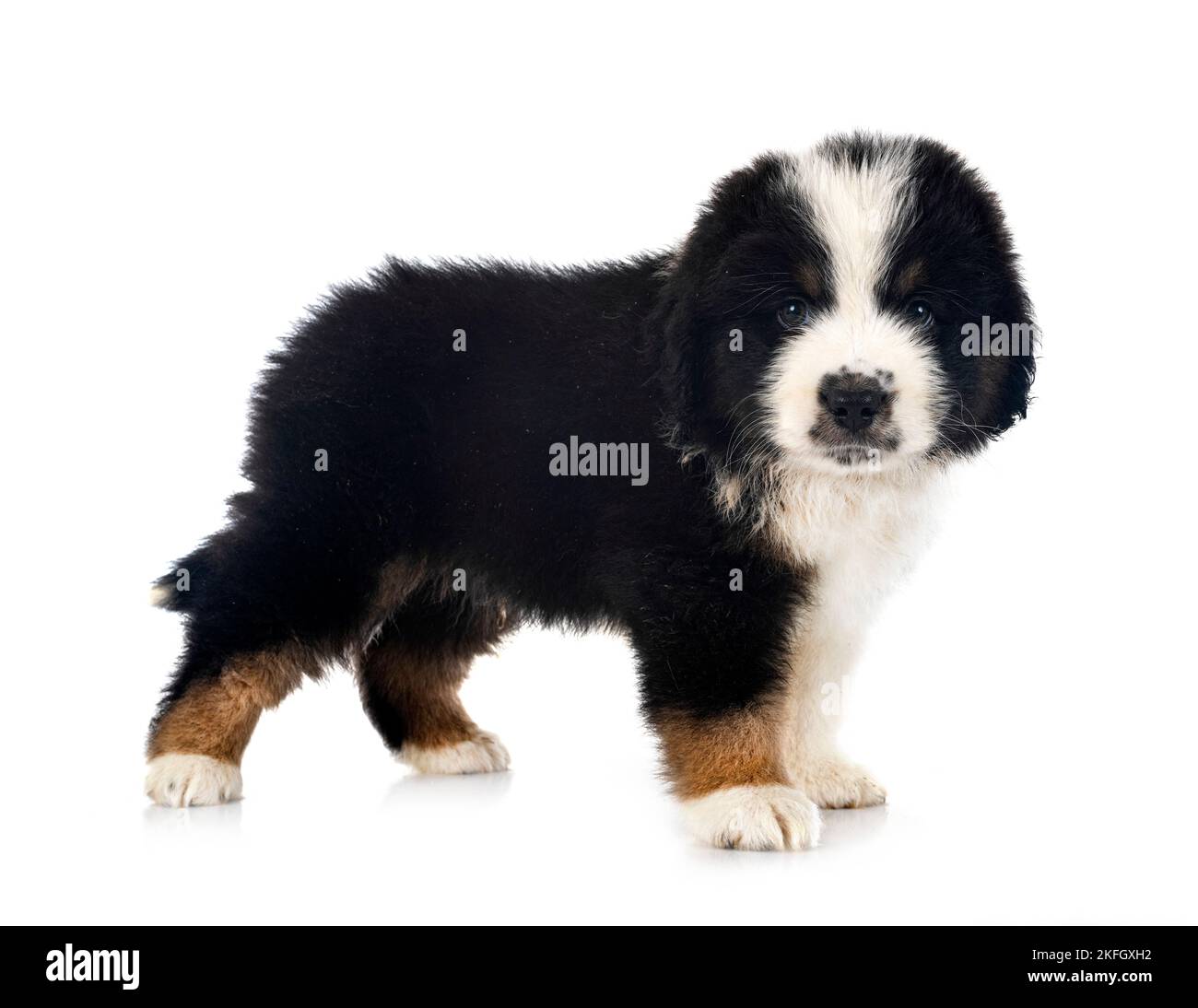 Miniatura American Shepherd davanti a sfondo bianco Foto Stock