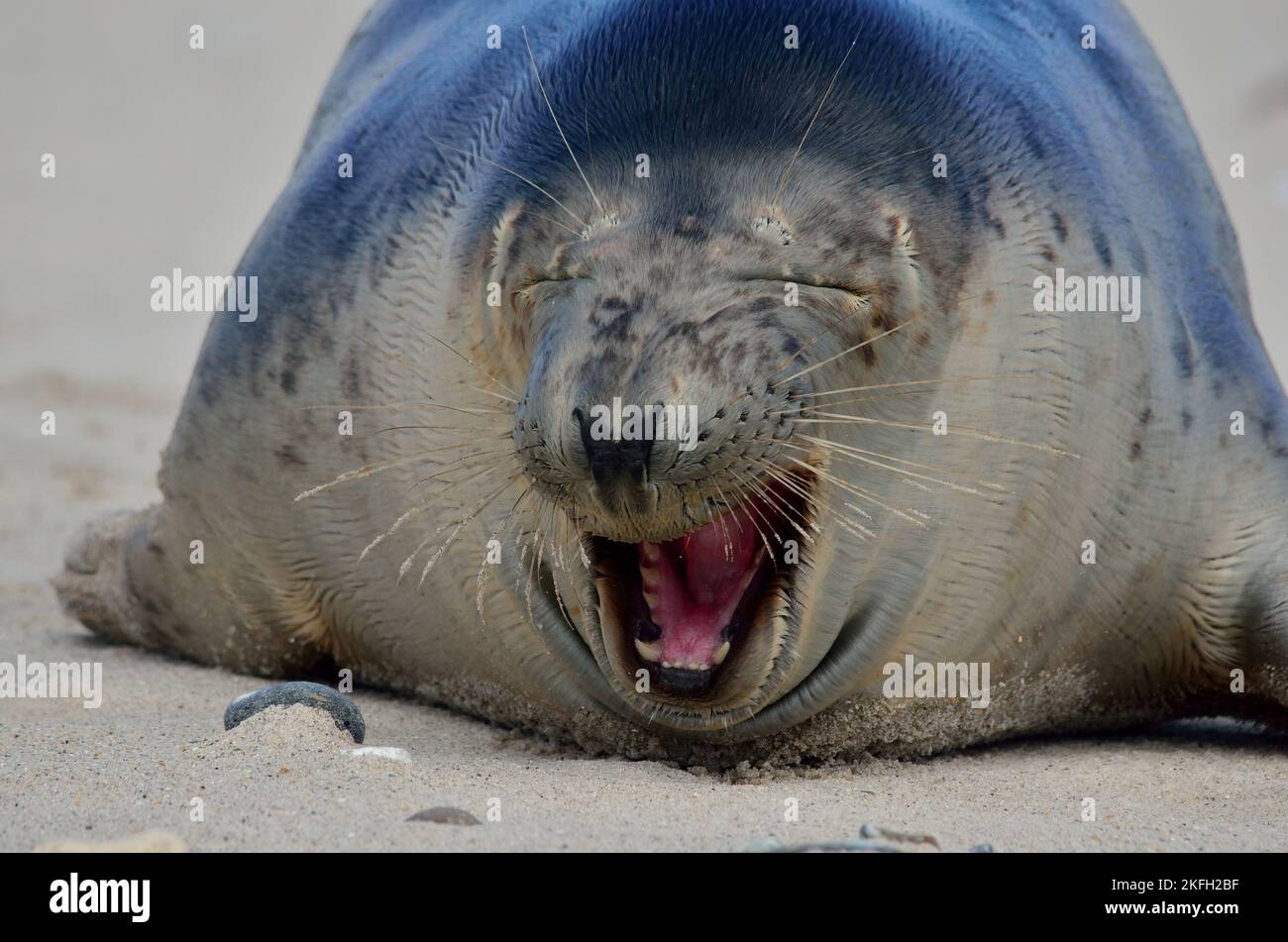 Grypus di Halichoerus, Kegelrobbe, toro di foca grigio Foto Stock