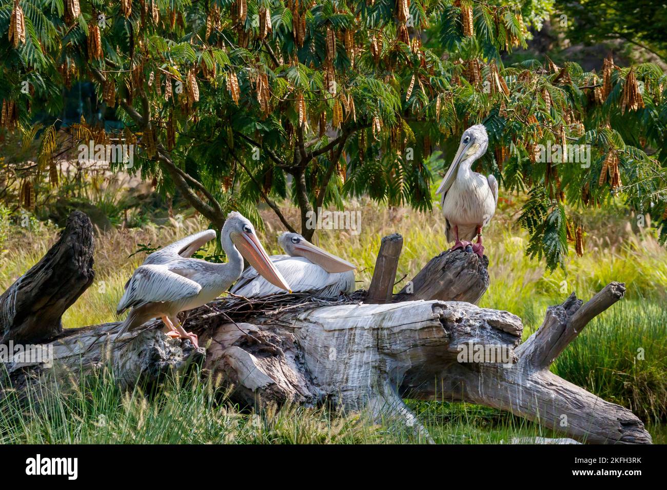 Pelican. Molto probabilmente un Pelican Rosa sostenuto. Cincinnati Zoo and Botanical Garden, Cincinnati, Ohio, USA. Foto Stock