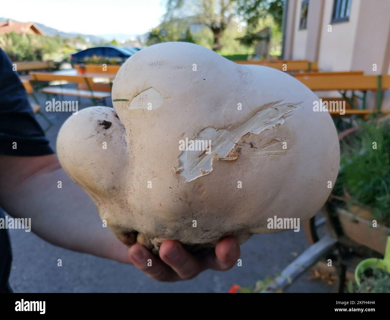 Palla gigante . Riesenbovist . Calvatia gigantea Foto Stock