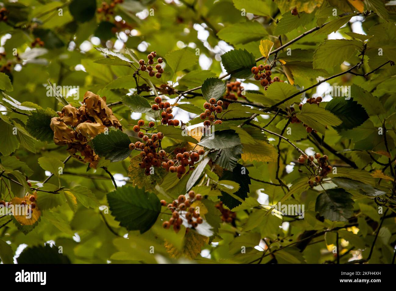 Bacche d'arancia sull'albero Foto Stock