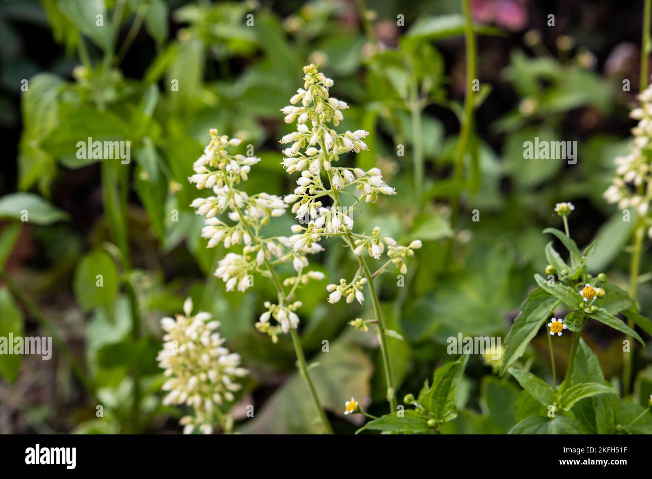 Heuchera villosa var. Macrorrhiza, campane d'argento, pioggia di fuoco bianco Foto Stock