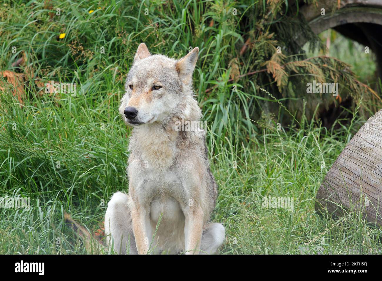 Il lupo grigio (Canis Lupus). Lupo singolo. Grande canino nativo di Eurasia e Nord America. Foto Stock