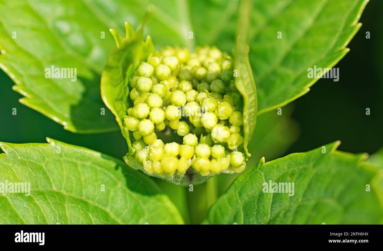 Gemme o nascita di un'ortensia in un giardino Foto Stock