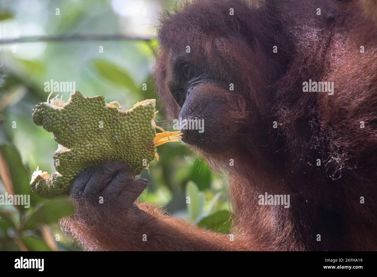 orangutan nella foresta pluviale principale Valle del Danum Borneo Maleisie Foto Stock