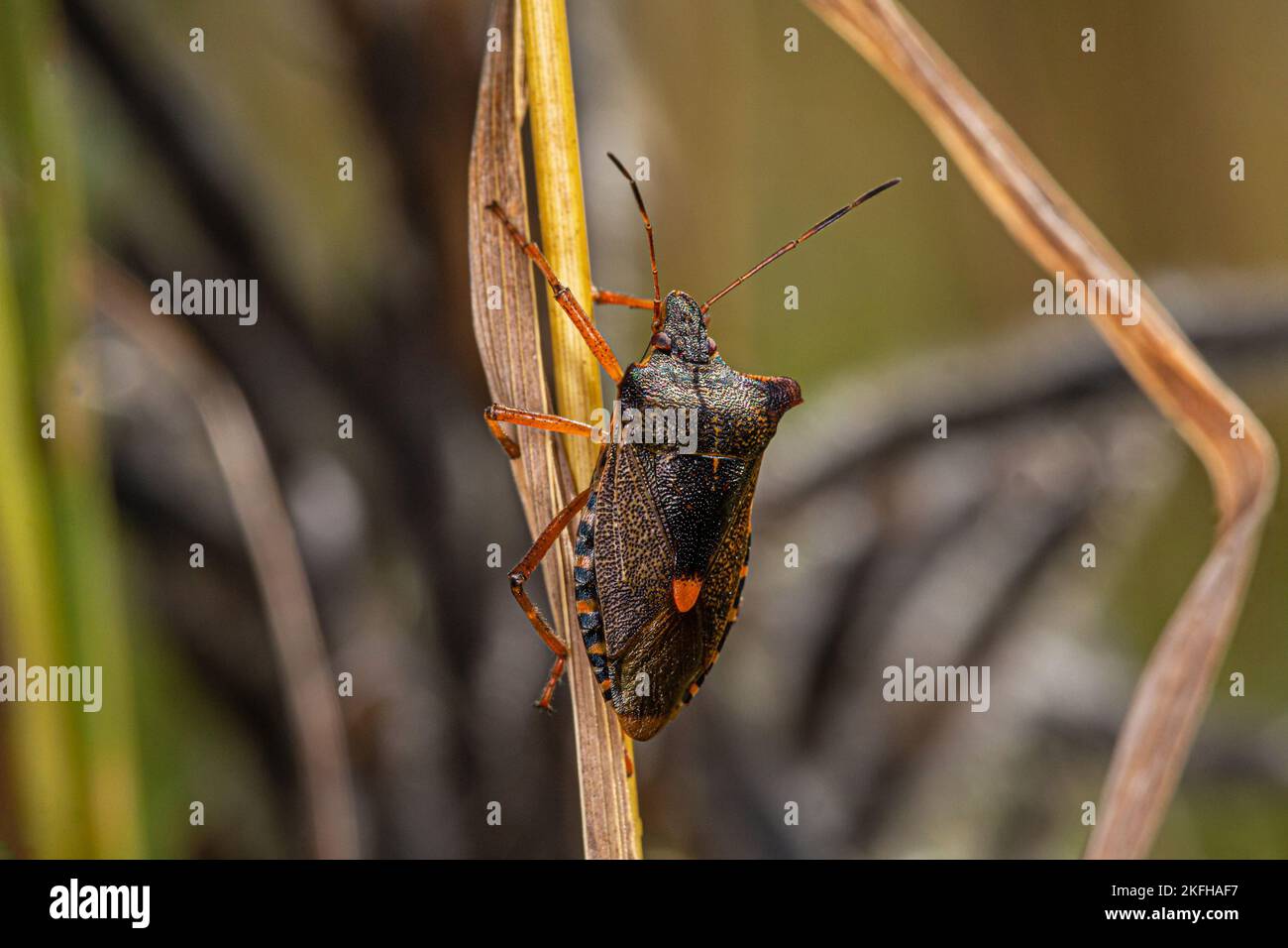 puzzolino di ciliegia Foto Stock