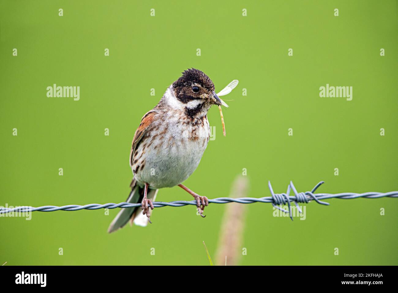 Concia di canneti eurasiatici Foto Stock