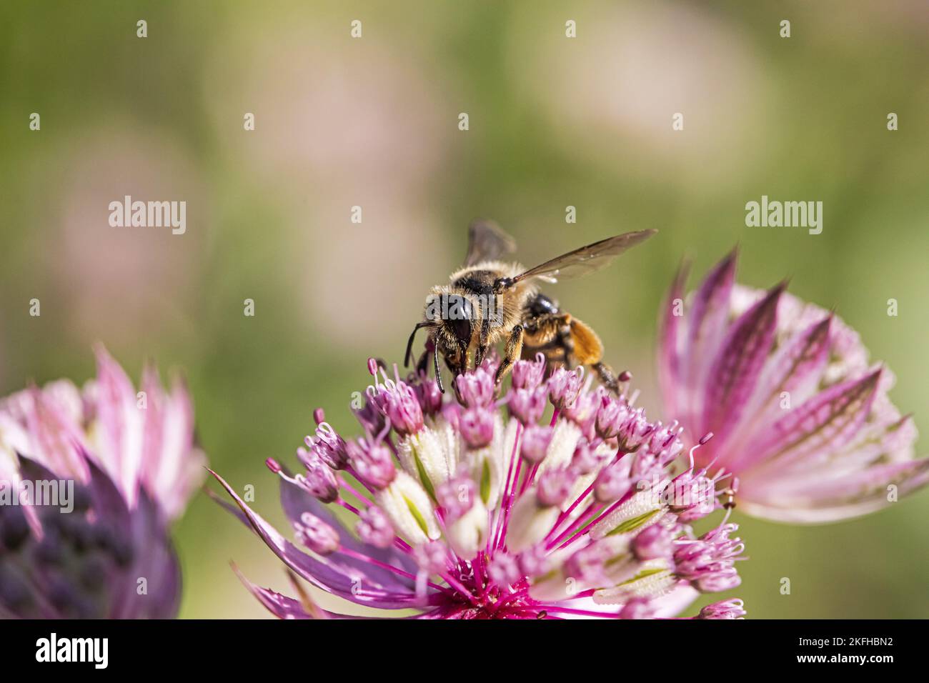 sabbia dell'ape Foto Stock