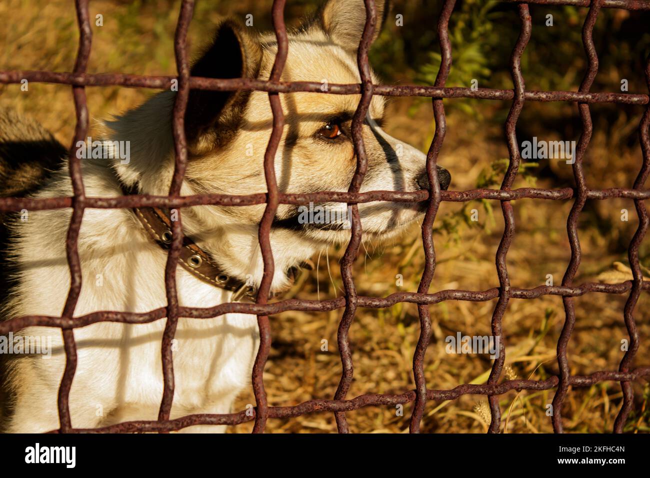 Cane dietro una recinzione in attesa della libertà. Diritti degli animali. Foto Stock