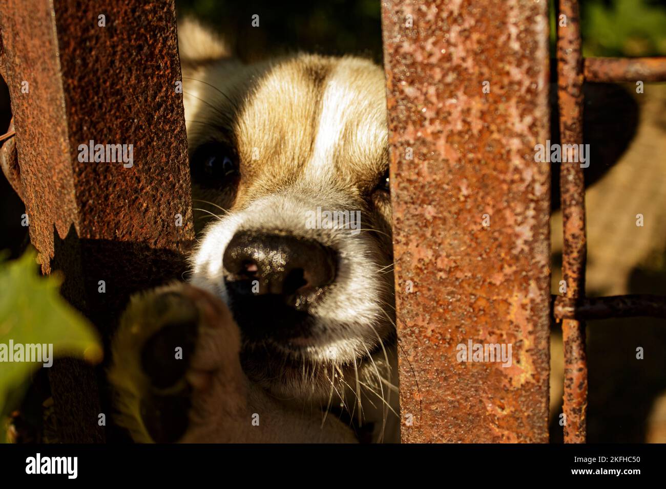 Cane dietro una recinzione in attesa della libertà. Diritti degli animali. Foto Stock