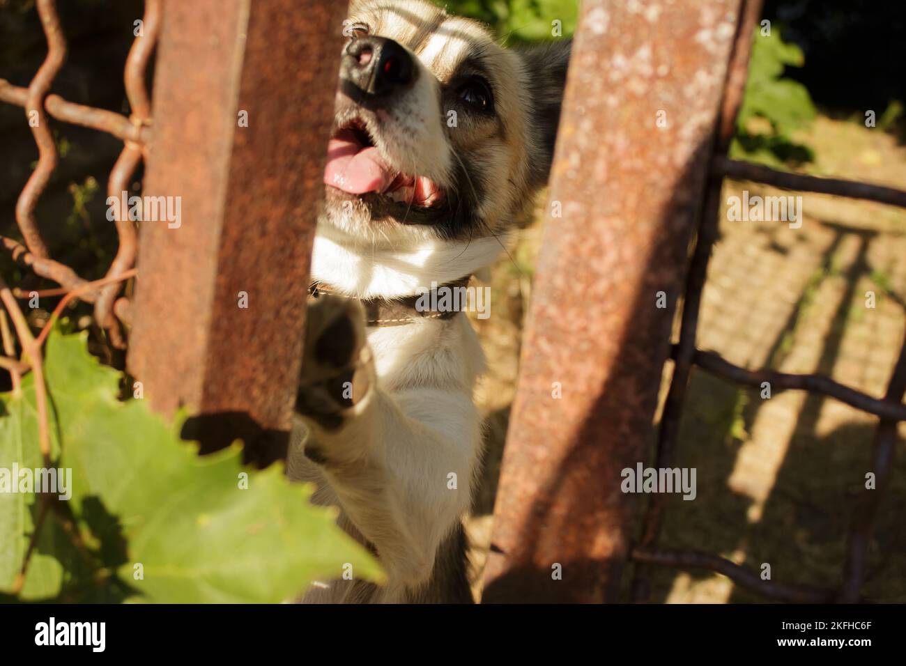 Cane dietro una recinzione in attesa della libertà Foto Stock