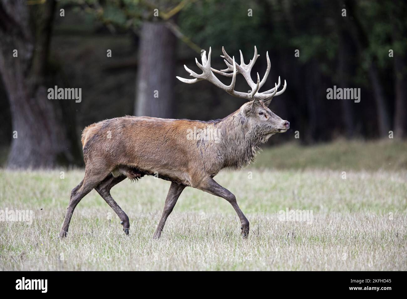 Red Deer in corsa Foto Stock