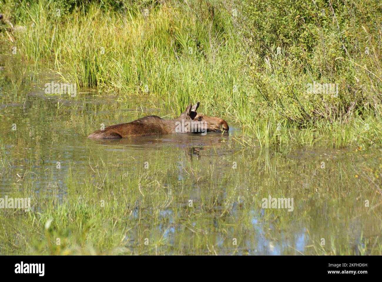 Moose rinfrescarsi nel caldo caldo estivo nelle Montagne Rocciose Canadesi Foto Stock