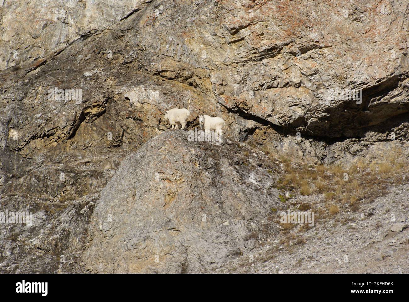 Le capre di montagna attraversano le ripide fasce rocciose del Monte Proctor nella Columbia Britannica Foto Stock