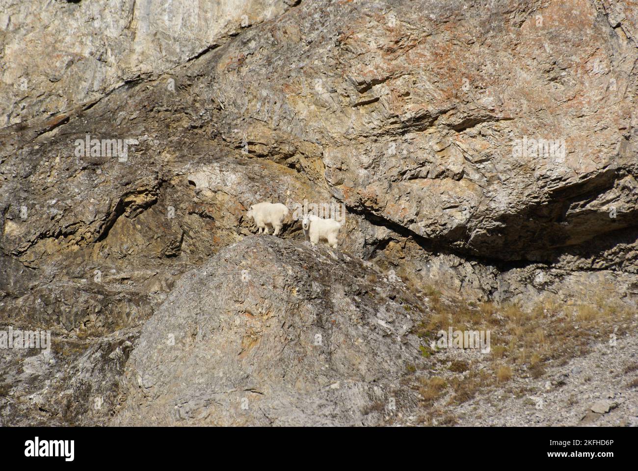 Le capre di montagna attraversano le ripide fasce rocciose del Monte Proctor nella Columbia Britannica Foto Stock
