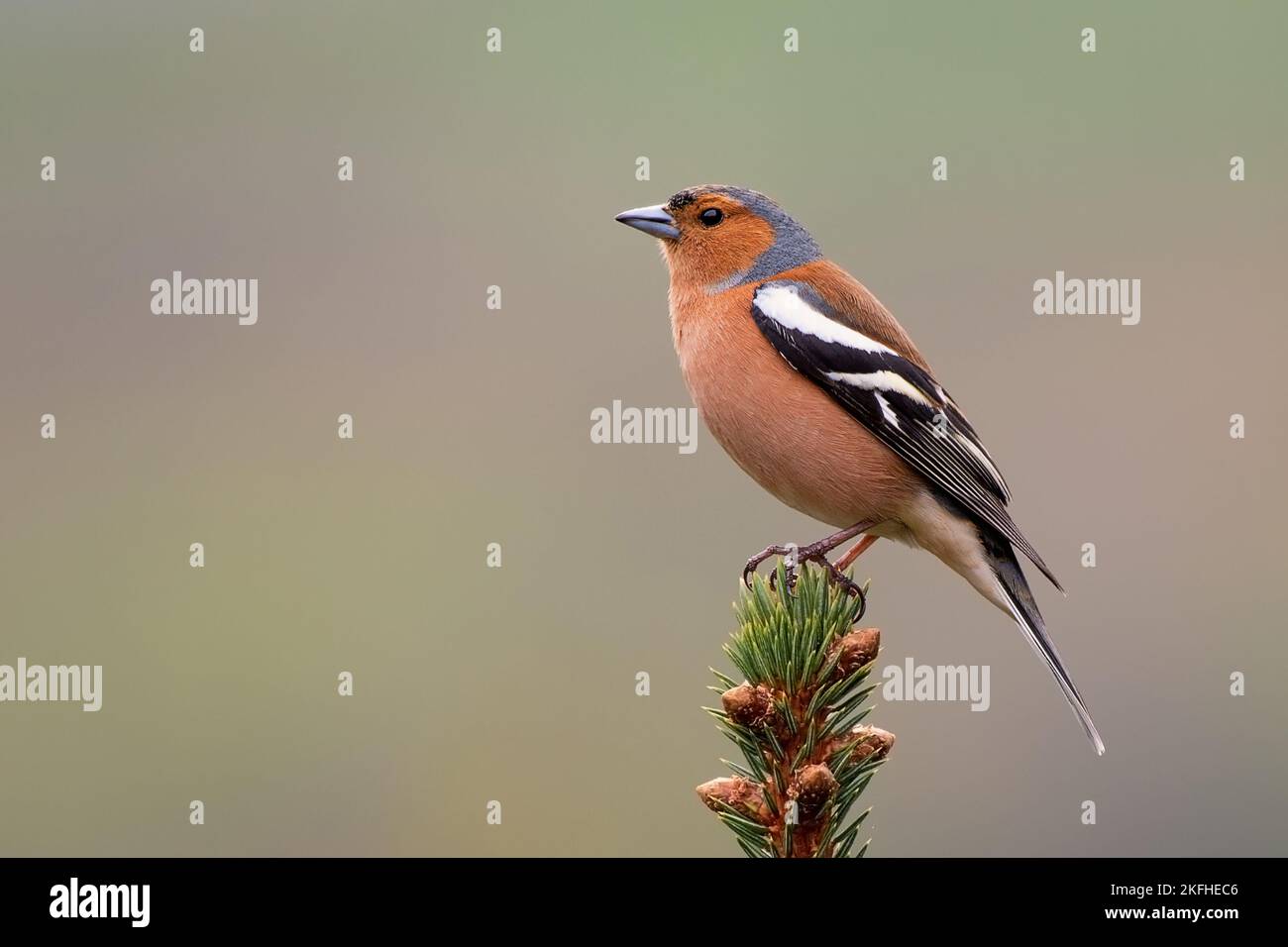 Maschio Chaffinch, Fringilla coelebs, arroccato sulla cima dell'albero di conifere. Primo piano immagine di bei colori del maschio Chaffinch in Scozia. Foto Stock