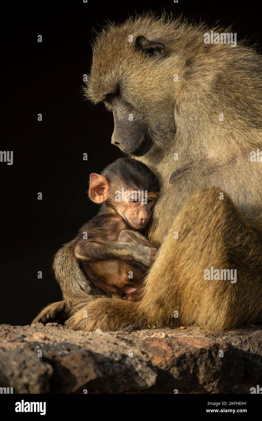 Il babbuino di olive (Papio anubis) e il suo giovane Foto Stock