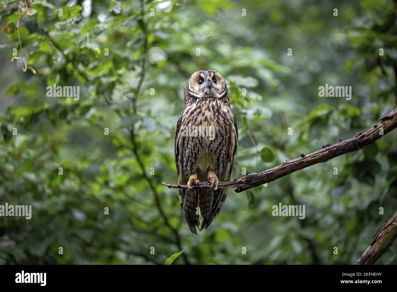 Gufo seduto dalle orecchie lunghe Foto Stock