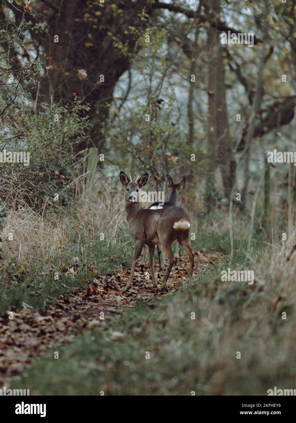 Cervo selvatico in autunno, Gosforth, Inghilterra Foto Stock