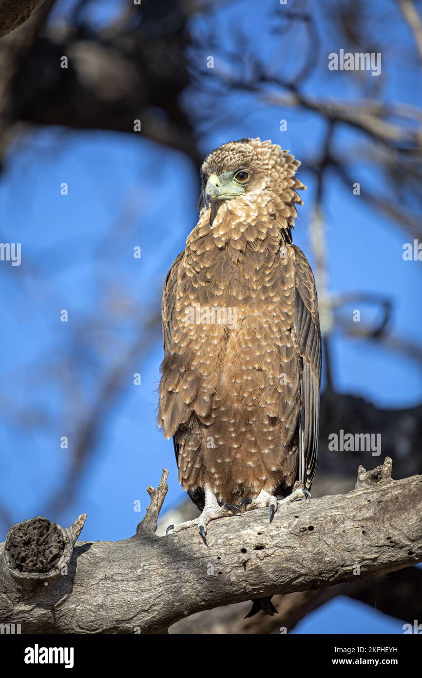 Bateleur Eagle seduto Foto Stock